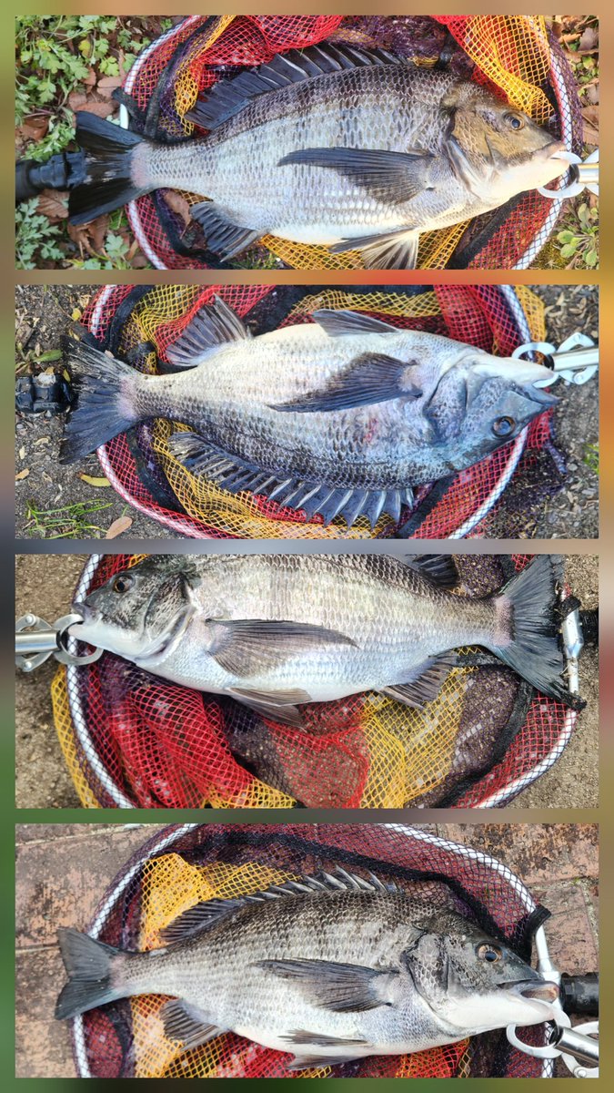 ツヨっさん tweet media