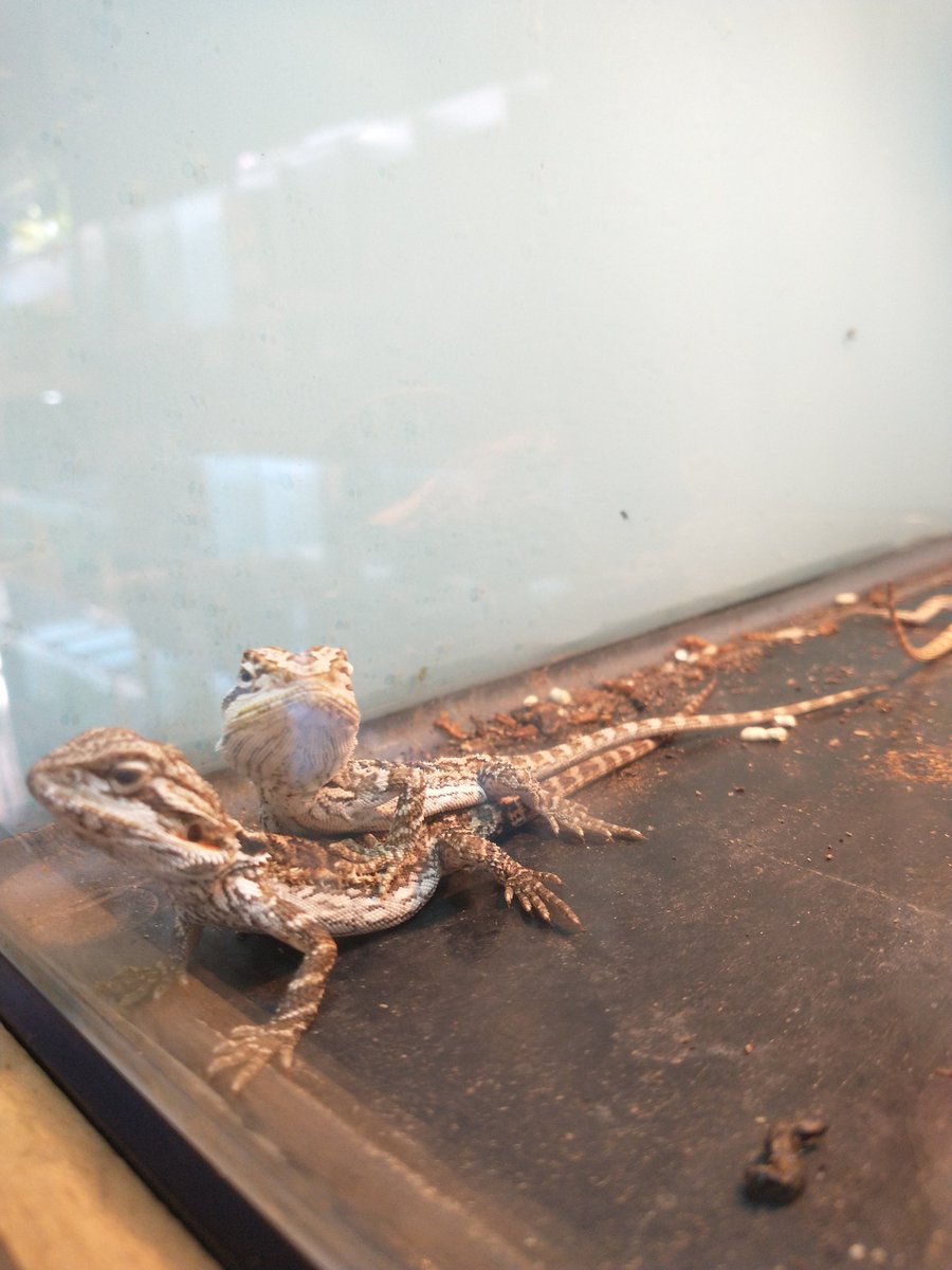 3/15 今日もイイ天気新しい個体もお迎えです。フトアゴヒゲトカゲも待ってます。#アクアショップ    #あくあこねくしょん