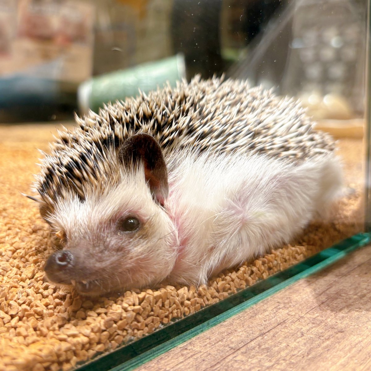 眠たいなぁ🥱💭

うとうとハリちゃんの可愛い前歯にもご注目です🦷👀

#ハリネズミ #hedgehog #動物カフェ #animalcafe #HARRY