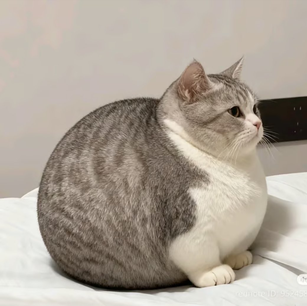 李昂吉bnb tweet media