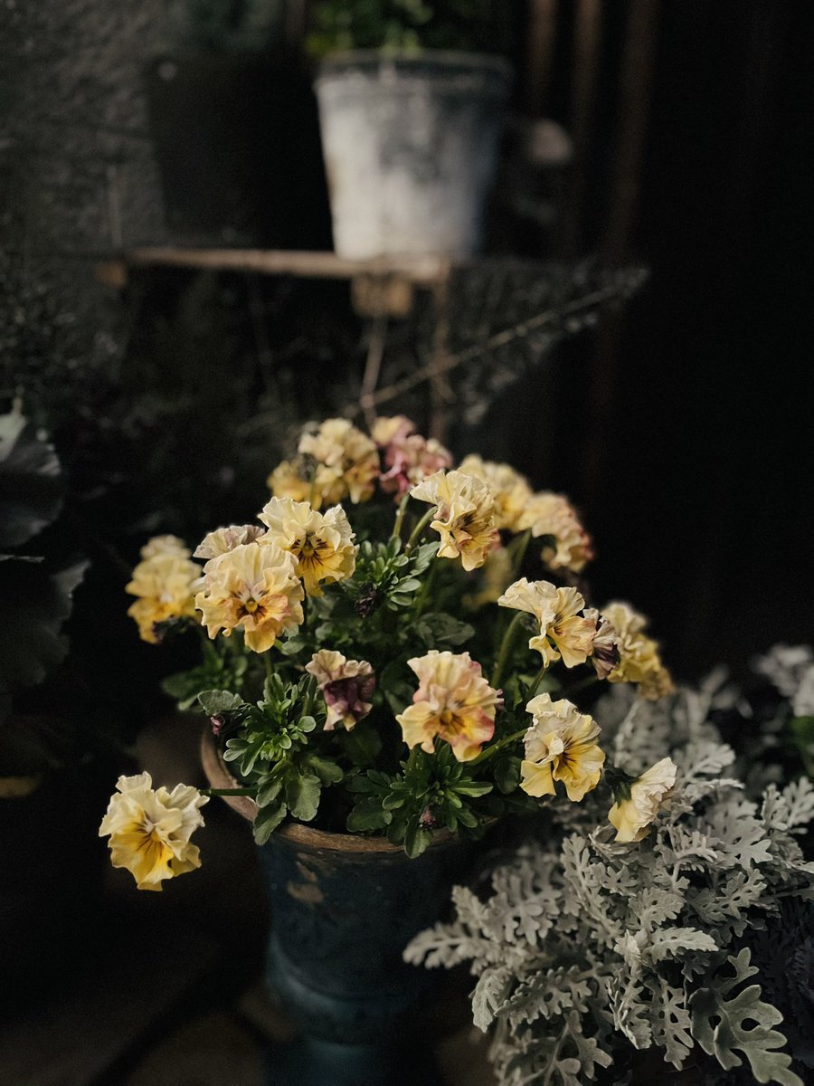 あやねぇ@ただの人 tweet media