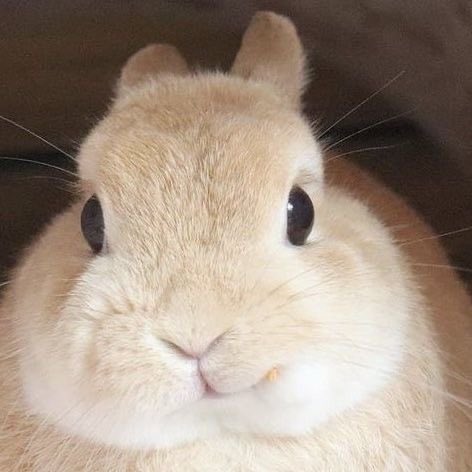 bunny ˖⁺‧₊˚ tweet media