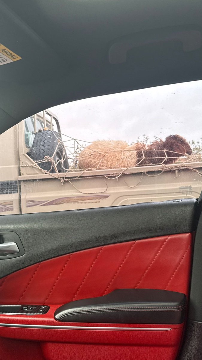 غانم tweet media