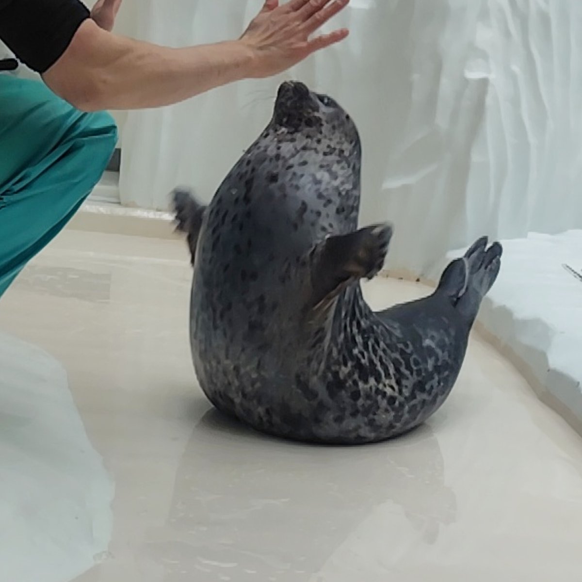 mizore415's tweet image. ばんざーい🙌

#海遊館
#ワモンアザラシ
#seal
#ringedseal