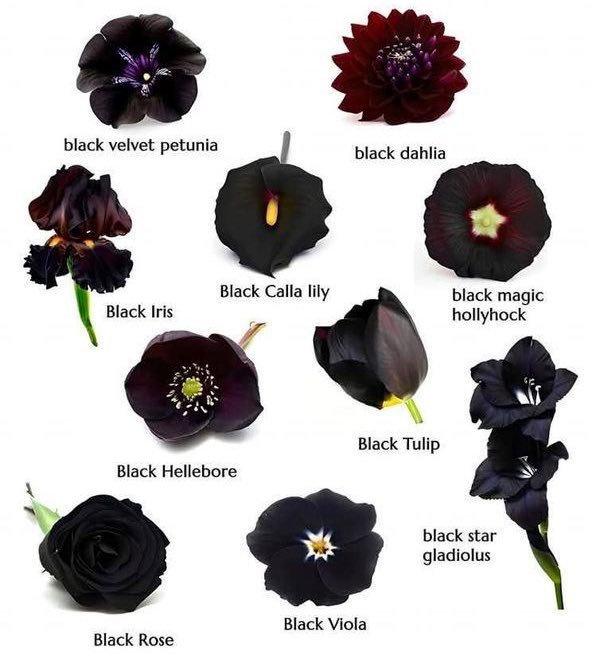 Elisabeta da Transilvânia🍷🪦 tweet media