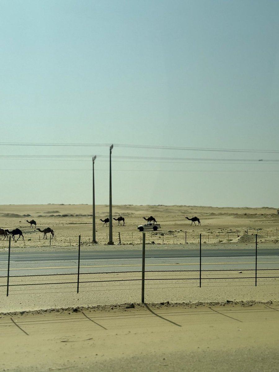 Маша с котом tweet media