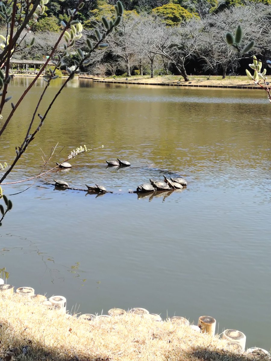 あかり@TWSR/アシュテ🌸さくら3 tweet media