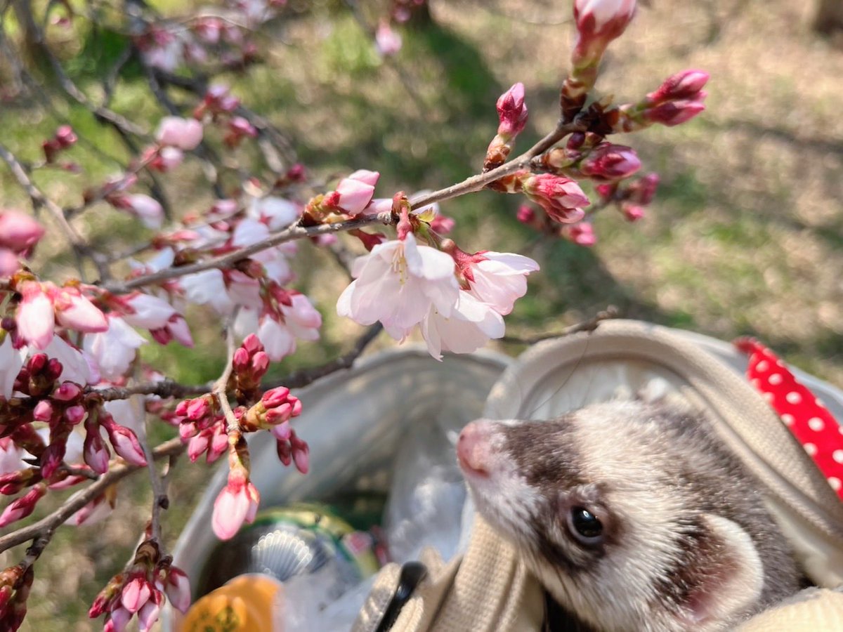 poyaringuri's tweet photo. 風は まだ冷たいけれど…
元気に🌸咲き始めました🌸

「 もう春だね♪」抱っこでお散歩 🐾

#桜
#フェレット https://t.co/NZXT1B6W4L