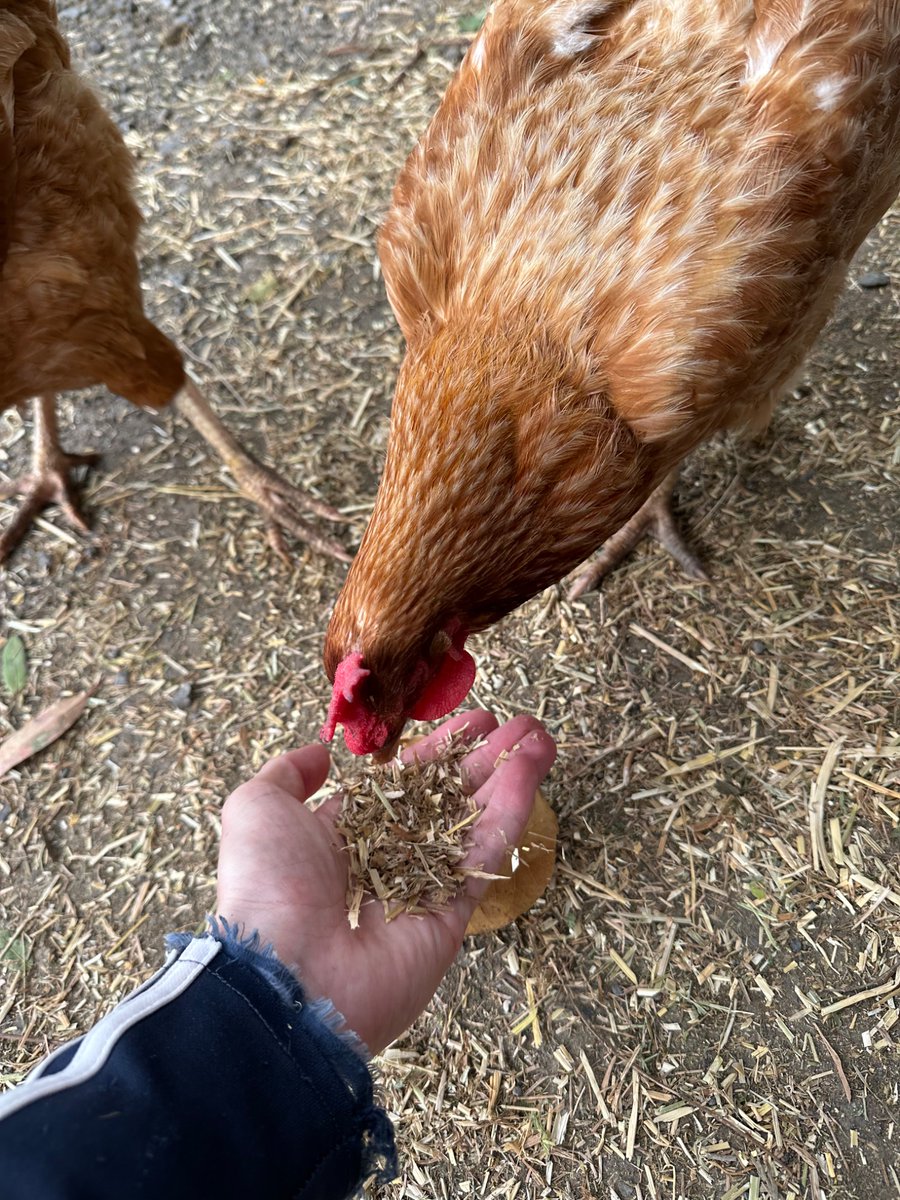 ChickenCubeCoop's tweet photo. Felt sorry for this chook who will never experience (or should I say not experience) the blissful neutrality of automatism. The least I could do was give her some feed. These earthly diversions may provide some small solace. https://t.co/HV2deciSk9