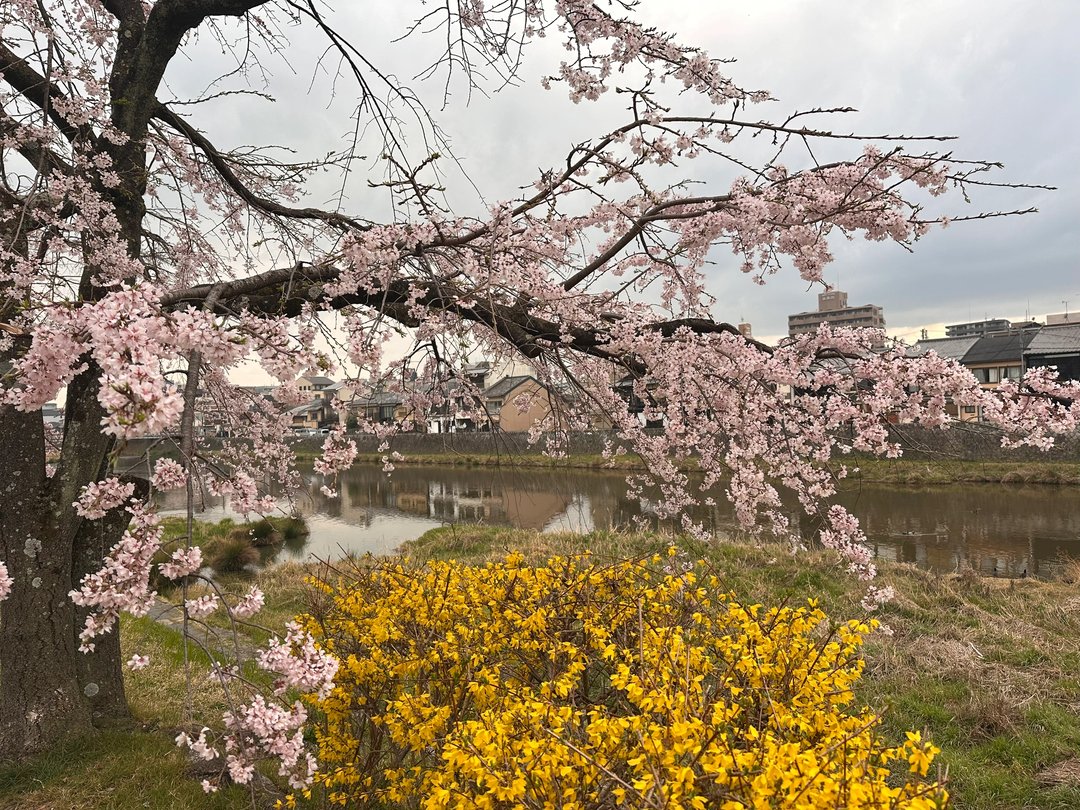 Robcsxeston's tweet photo. 川辺の黄色い花と桜が並んでる姿が、まるで絵本のワンシーンみたいで🥺
今日はこの美しい景色と、ゆっくり過ごせて幸せいっぱいだった💖 https://t.co/I7YzSnxAAU