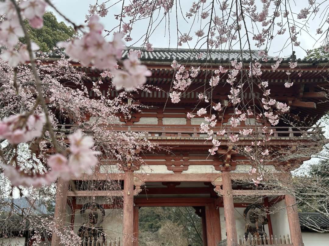 Robcsxeston's tweet photo. 川辺の黄色い花と桜が並んでる姿が、まるで絵本のワンシーンみたいで🥺
今日はこの美しい景色と、ゆっくり過ごせて幸せいっぱいだった💖 https://t.co/I7YzSnxAAU
