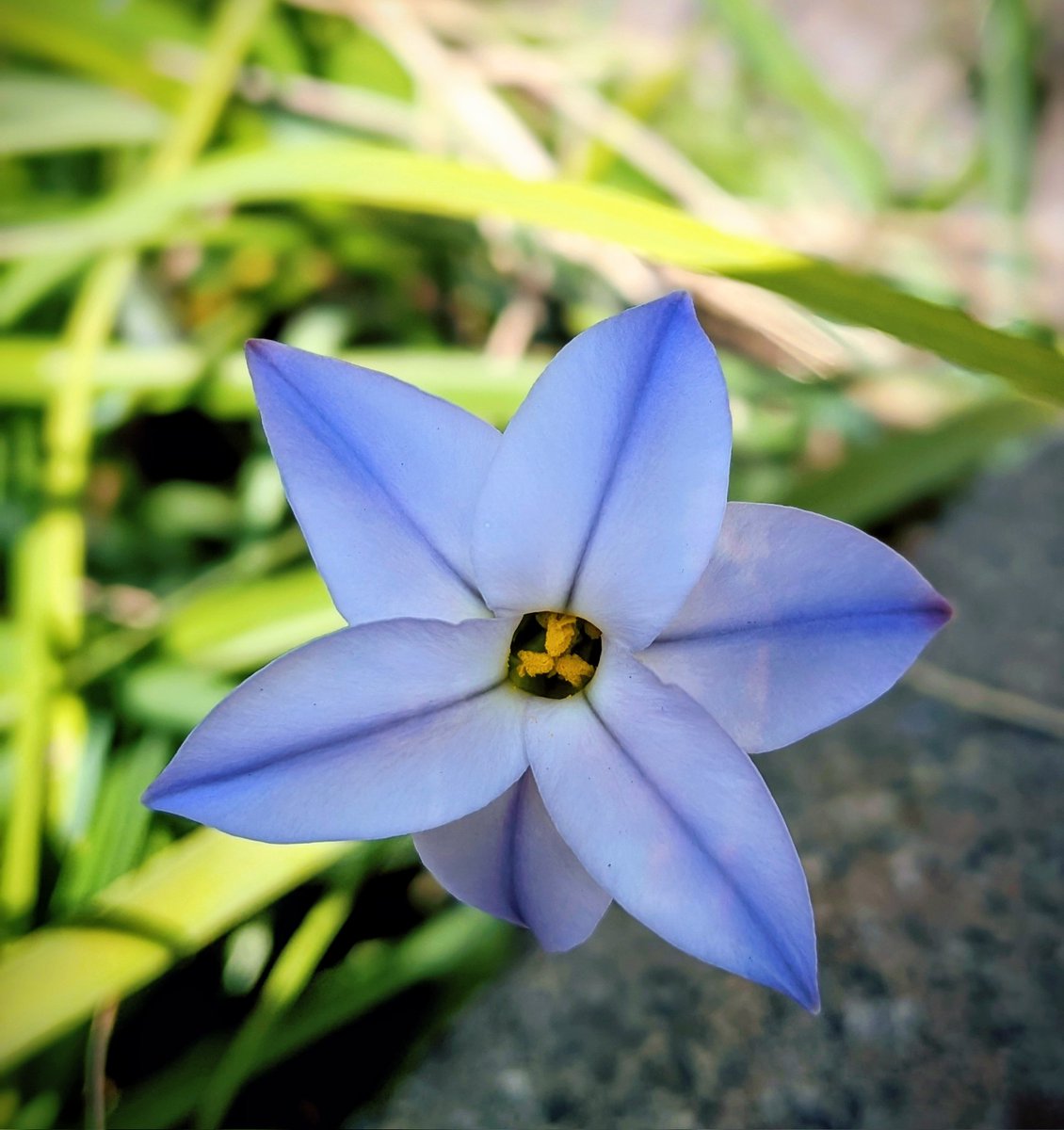 ETJFKD's tweet photo. 🌞がいっぱい  "花韮" https://t.co/2rfCeHq7c1