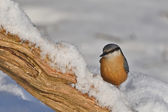Darrell Johnson tweet media