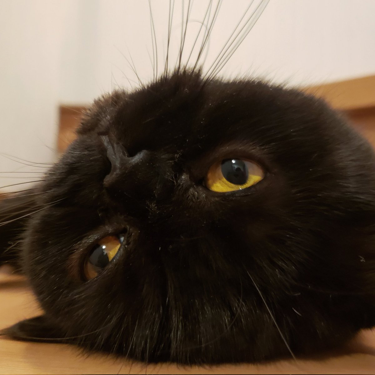 84mayuko84's tweet photo. @neko_magazine ねこの名前  トム
飼い主の名前  まー

 #春のねこまつり2026 https://t.co/QrcZkF2Lh7
