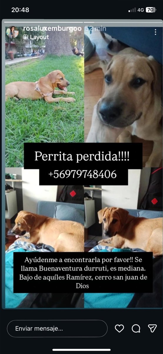 Se perdió la perrita de una amiga y me quiero morir…por favor ayudenme con la difusión ☹️ es en #valparaiso se ve grande pero es un bebé que no pasa los 4 meses.
