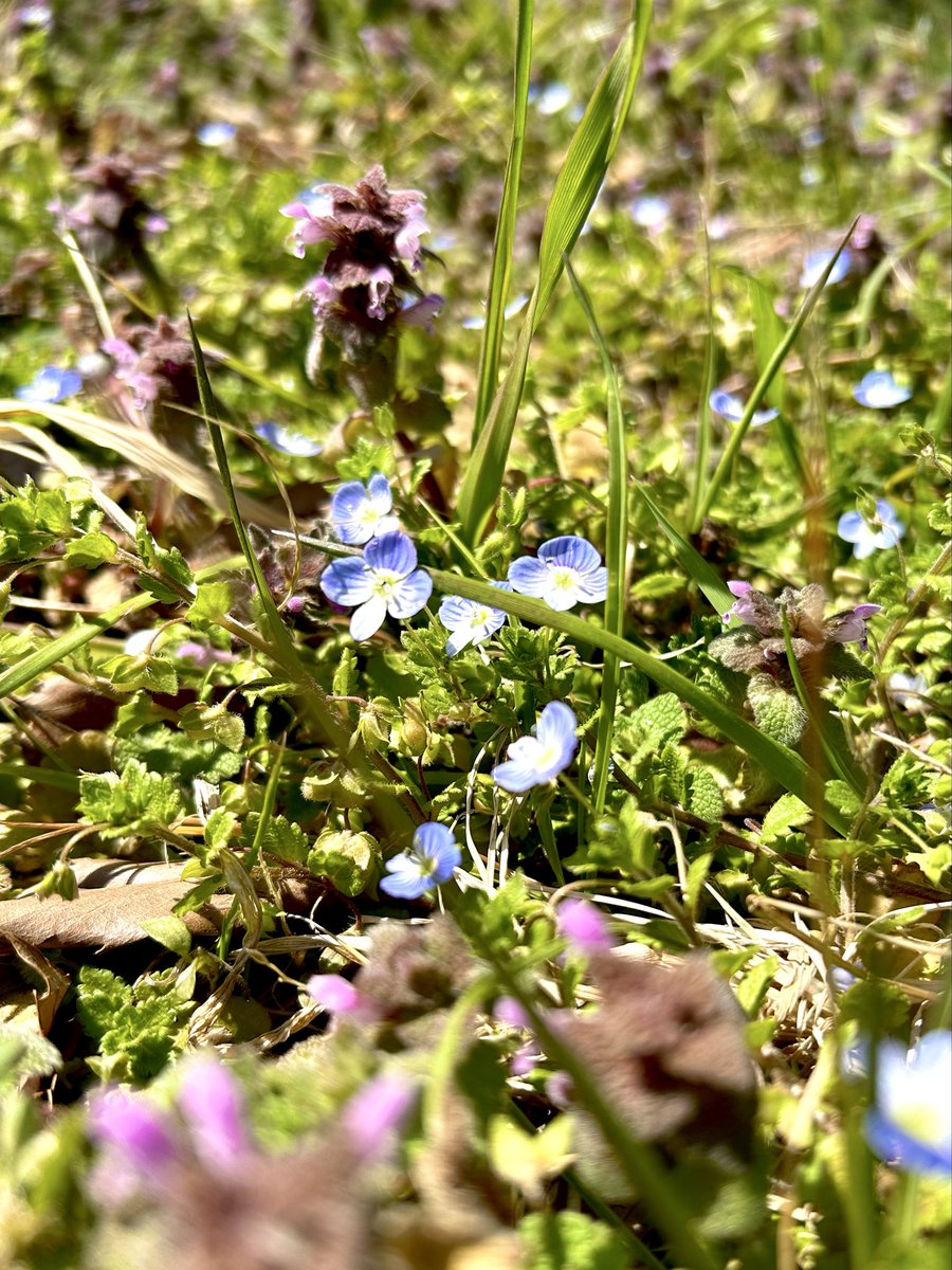 Minaさん思い出すお花
※種類が違うことはきちんと覚えてる✌️