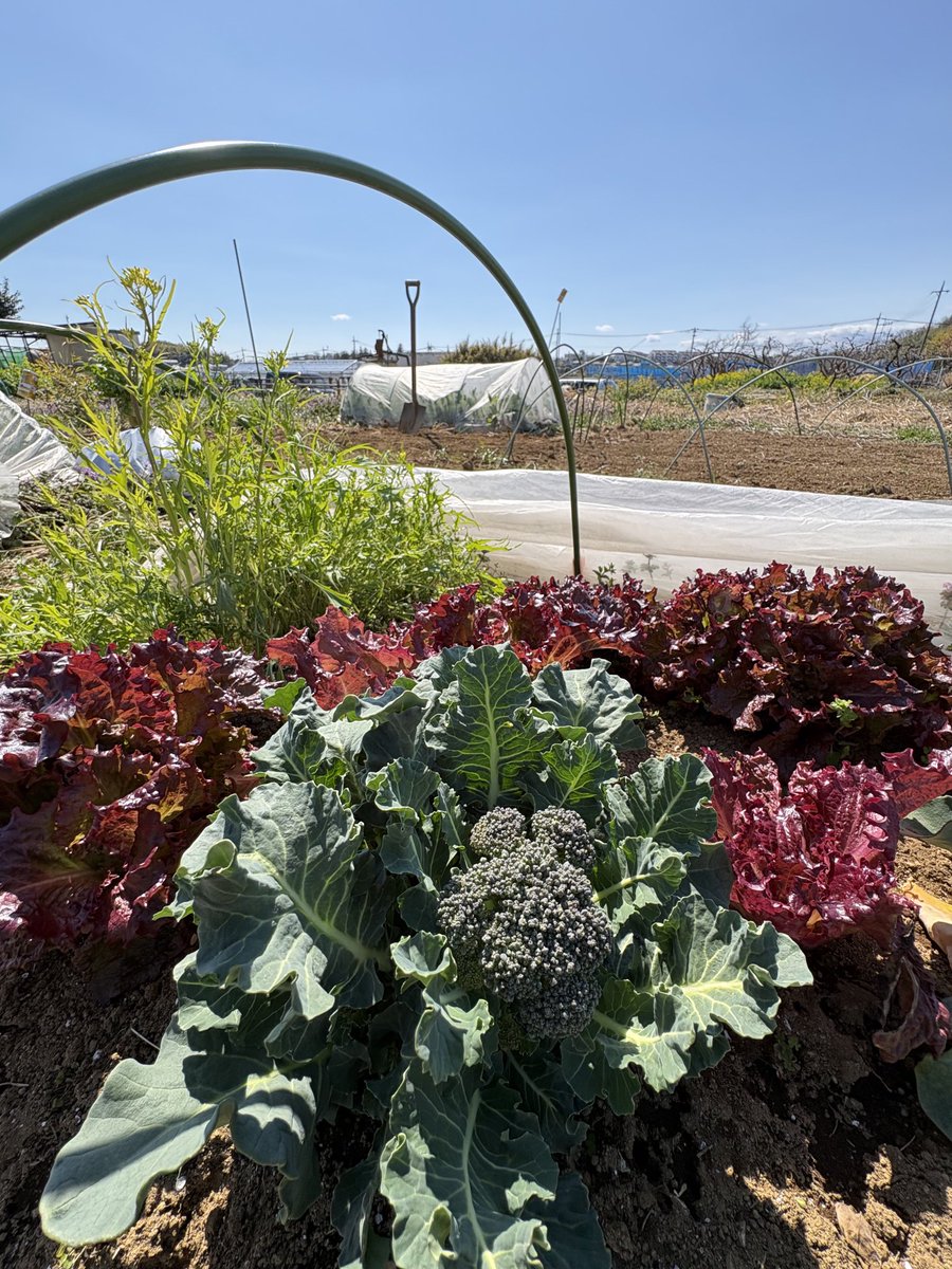 kitchenfarmerjp's tweet image. 今日もいい天気。ランチ用にブロッコリー🥦とレタス🥬を収穫😊

#broccoli
#lettuce