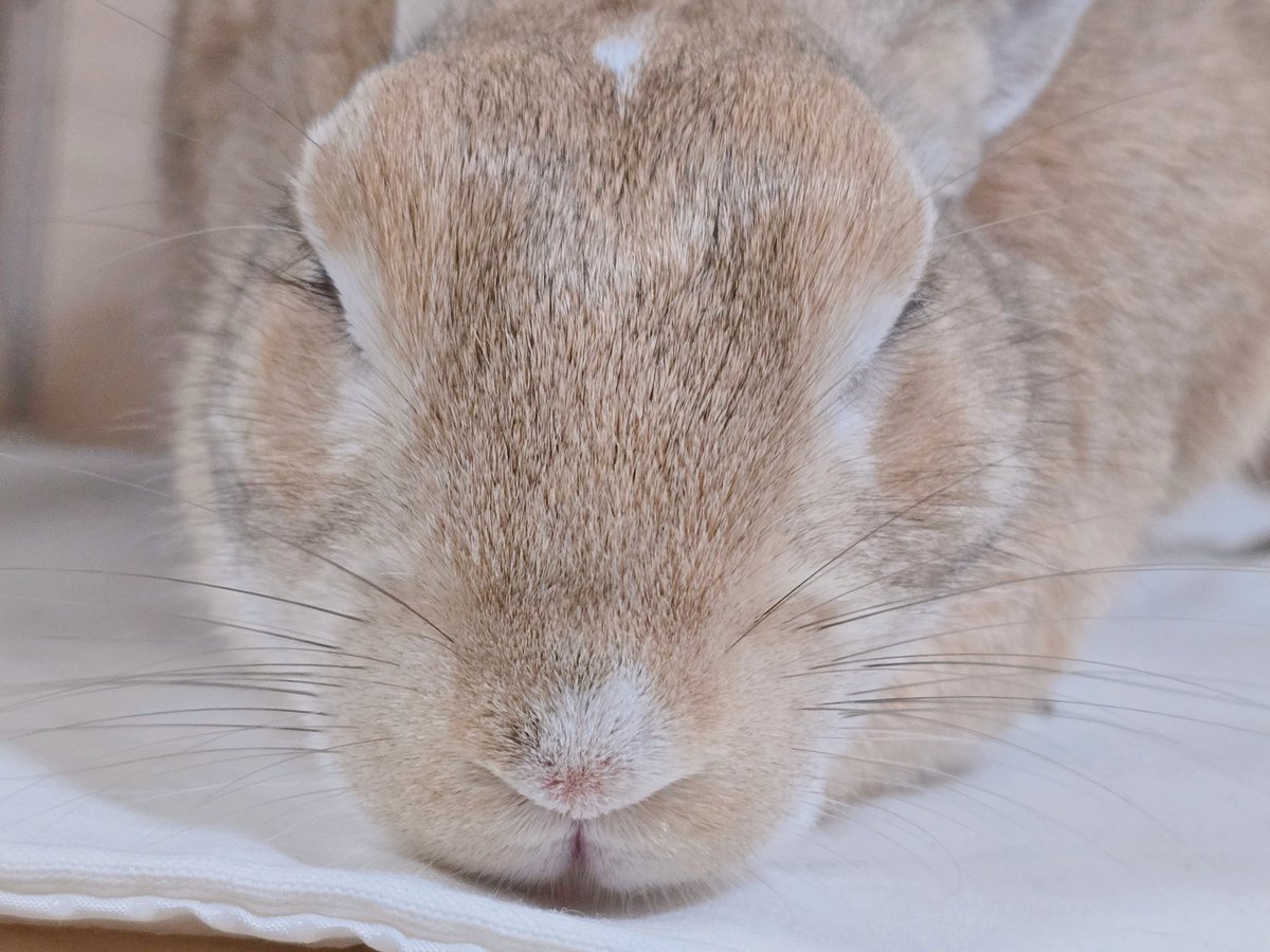 아기토끼 푸딩이 tweet media