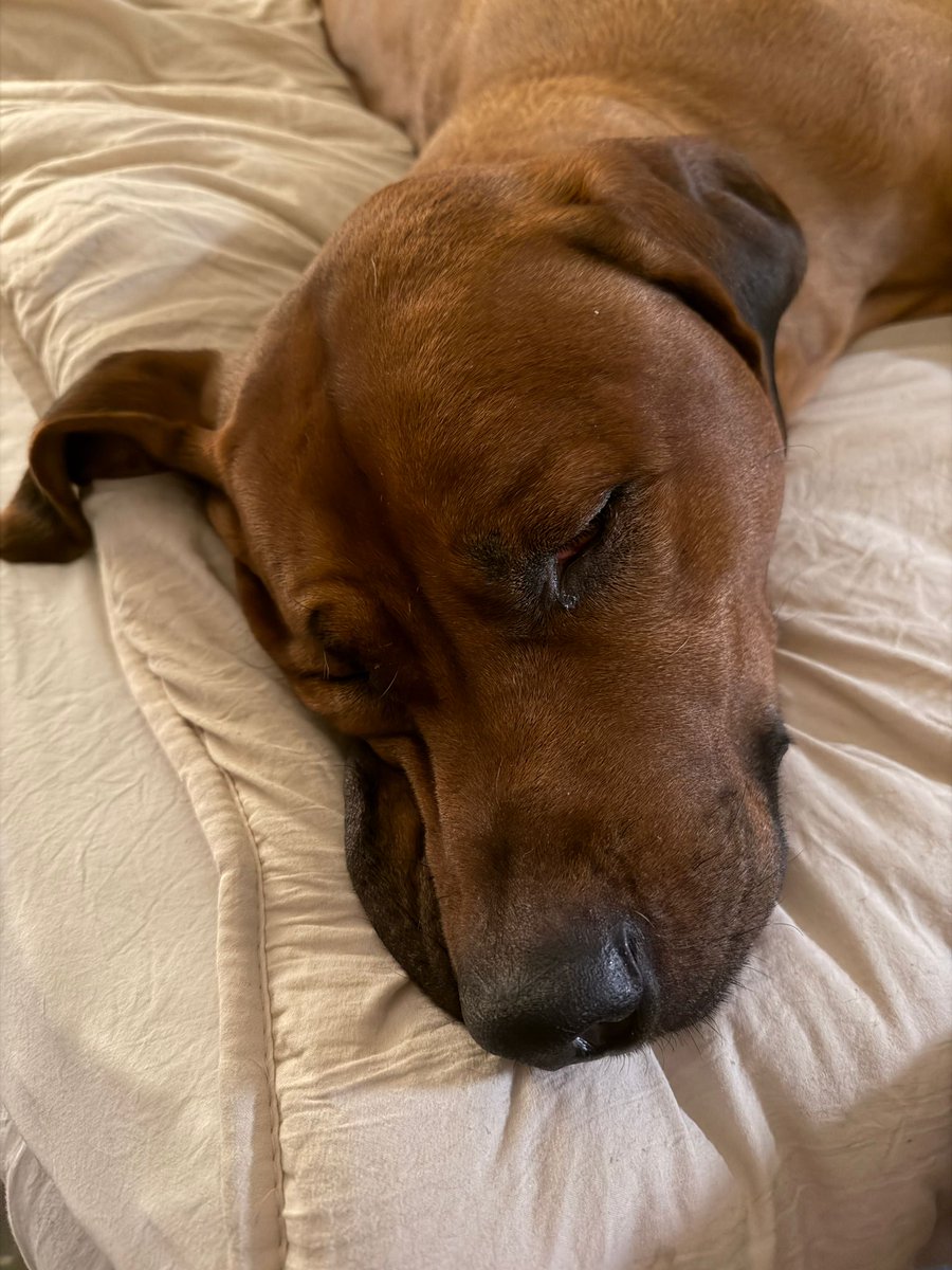 kllhuug's tweet photo. Hyvää huomenta 🩷 Tässä karvainen lapsenlapseni Hugo yrittää heräillä päivän touhuihin 😆
#rhodesianridgeback https://t.co/ztsChIZjim