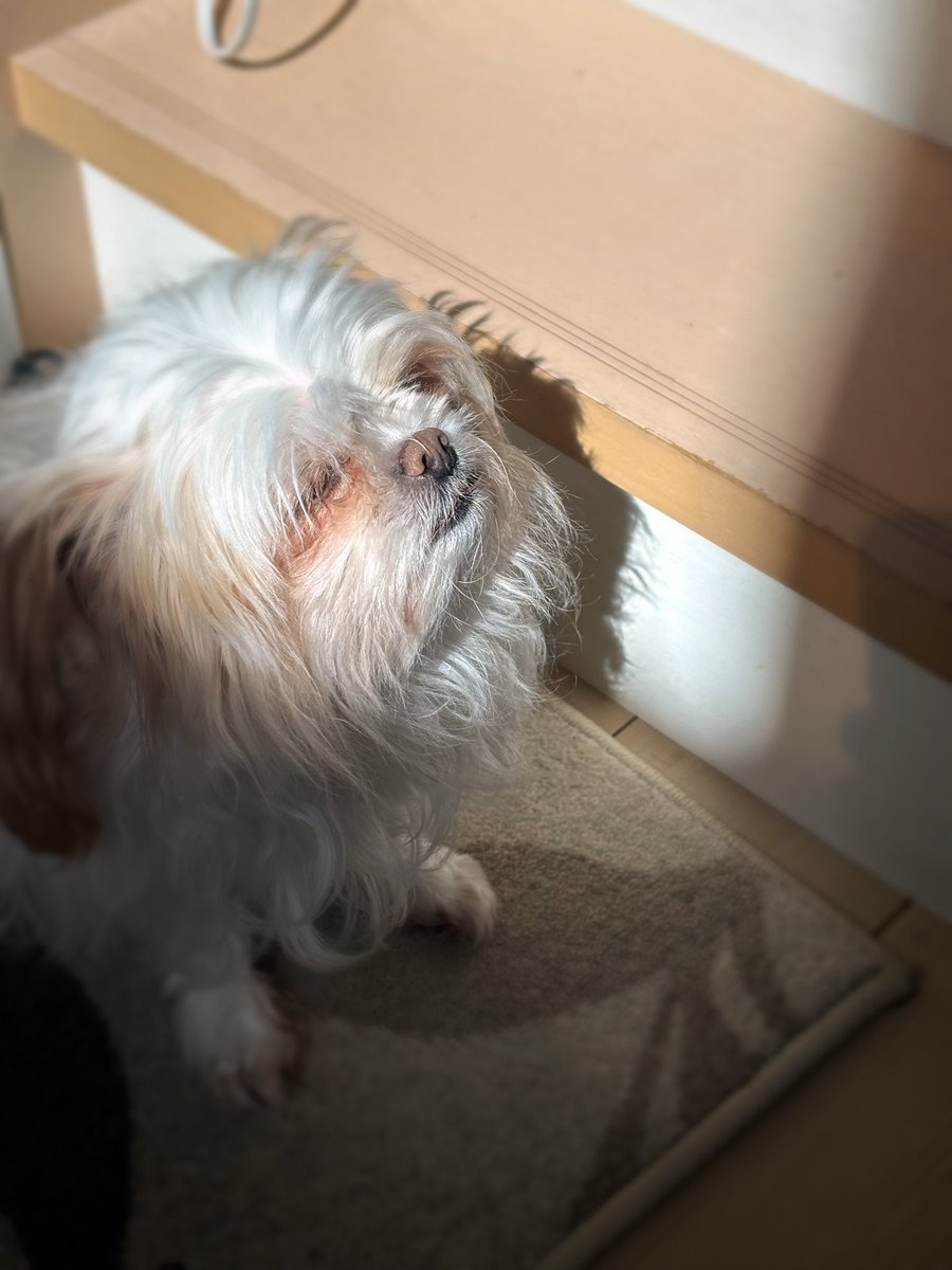 Zero_Ultra_VRC's tweet photo. 犬の日向ぼっこほど可愛いものはないです https://t.co/emQHGL6km0