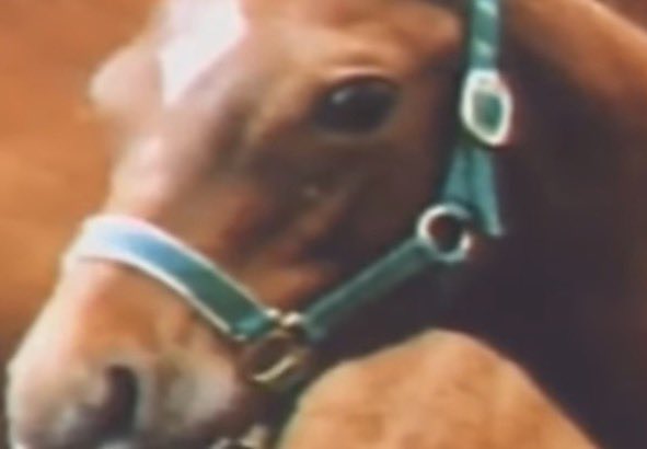 Christmas Champagne tweet media