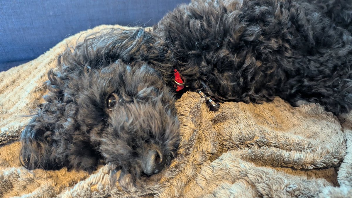 Caitlin Austin tweet media