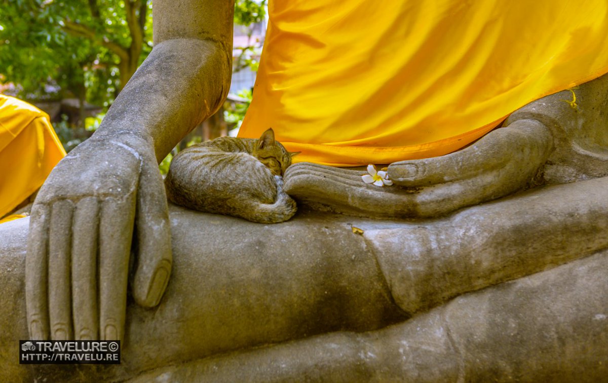 A hand that has shown the way for 1,400 years. Ayutthaya, Thailand. 
A kingdom that named itself after Ayodhya and never forgot where it came from. 
📍 Ayutthaya, Thailand | #Buddhism #India