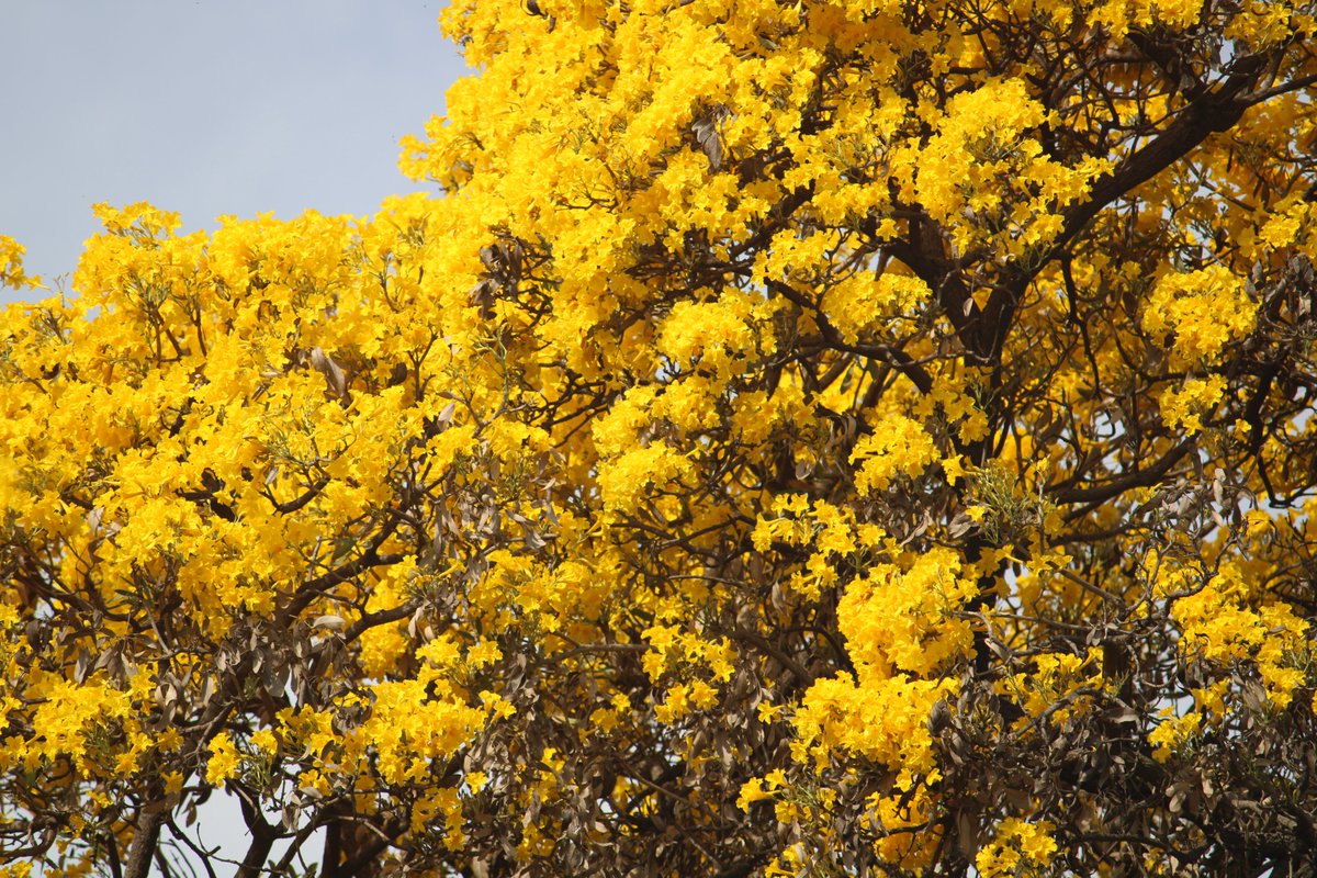 Madhulika Liddle tweet media