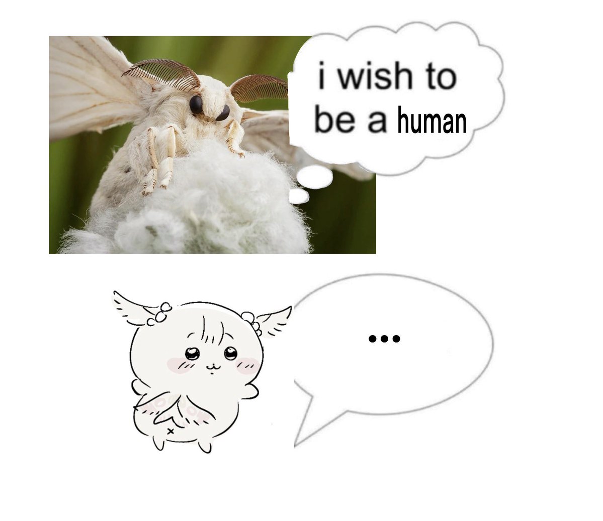 clever moth tweet media