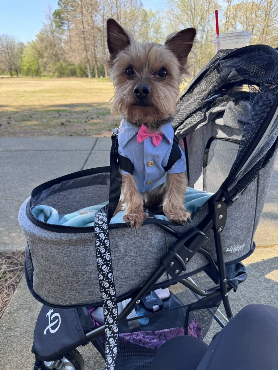 r3dwhiteblonde's tweet image. Took Bash to the park this morning in the new dog stroller.  he loved it 🐾 #lazydoggo #yorkie #dogmom He got a lot of comments on his Gucci backpack &amp;amp; little shirt 💗🐾💗