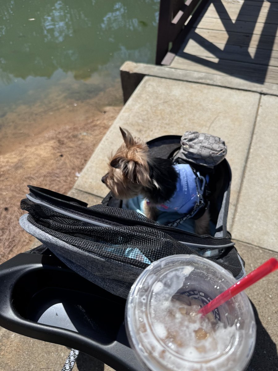 r3dwhiteblonde's tweet image. Took Bash to the park this morning in the new dog stroller.  he loved it 🐾 #lazydoggo #yorkie #dogmom He got a lot of comments on his Gucci backpack &amp;amp; little shirt 💗🐾💗