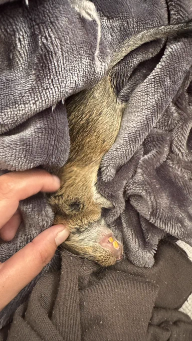 デグー飼いの人にしか伝わらないネズミの部分