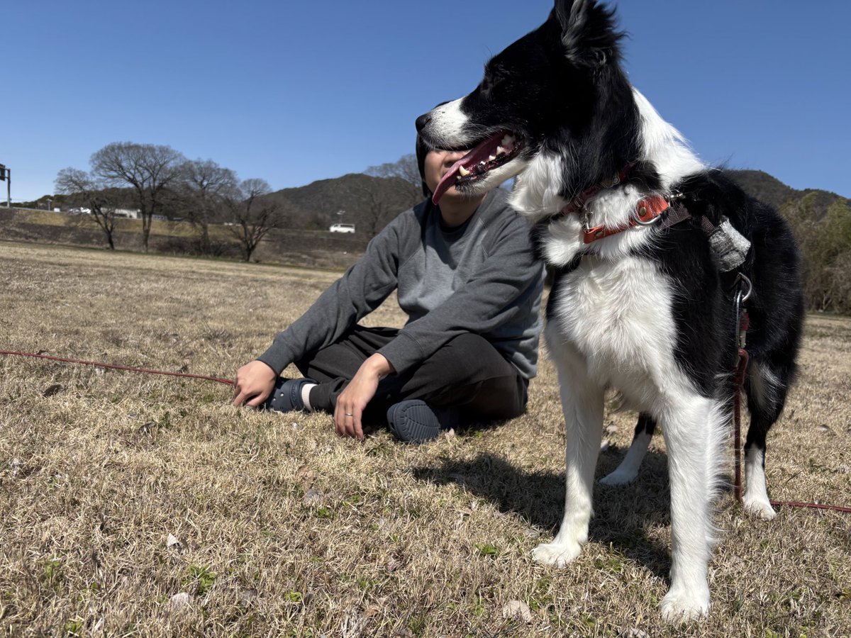 みるく@ボーダーコリー tweet media