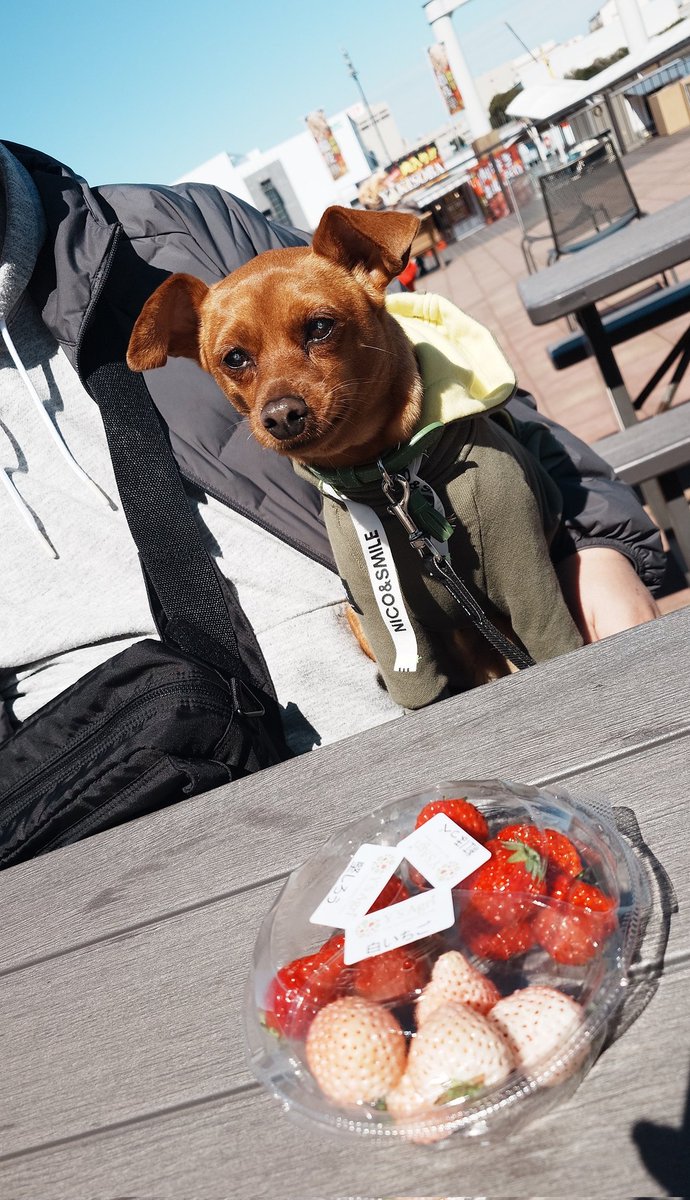 minipin_leon's tweet photo. ワンラブマーケットに行ったらピン友ができました🐶 https://t.co/YDuw8Sz29m
