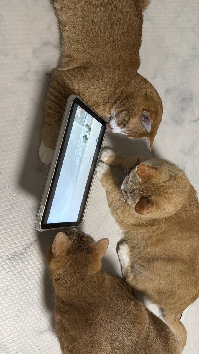 우리집강아지사진계정 tweet media