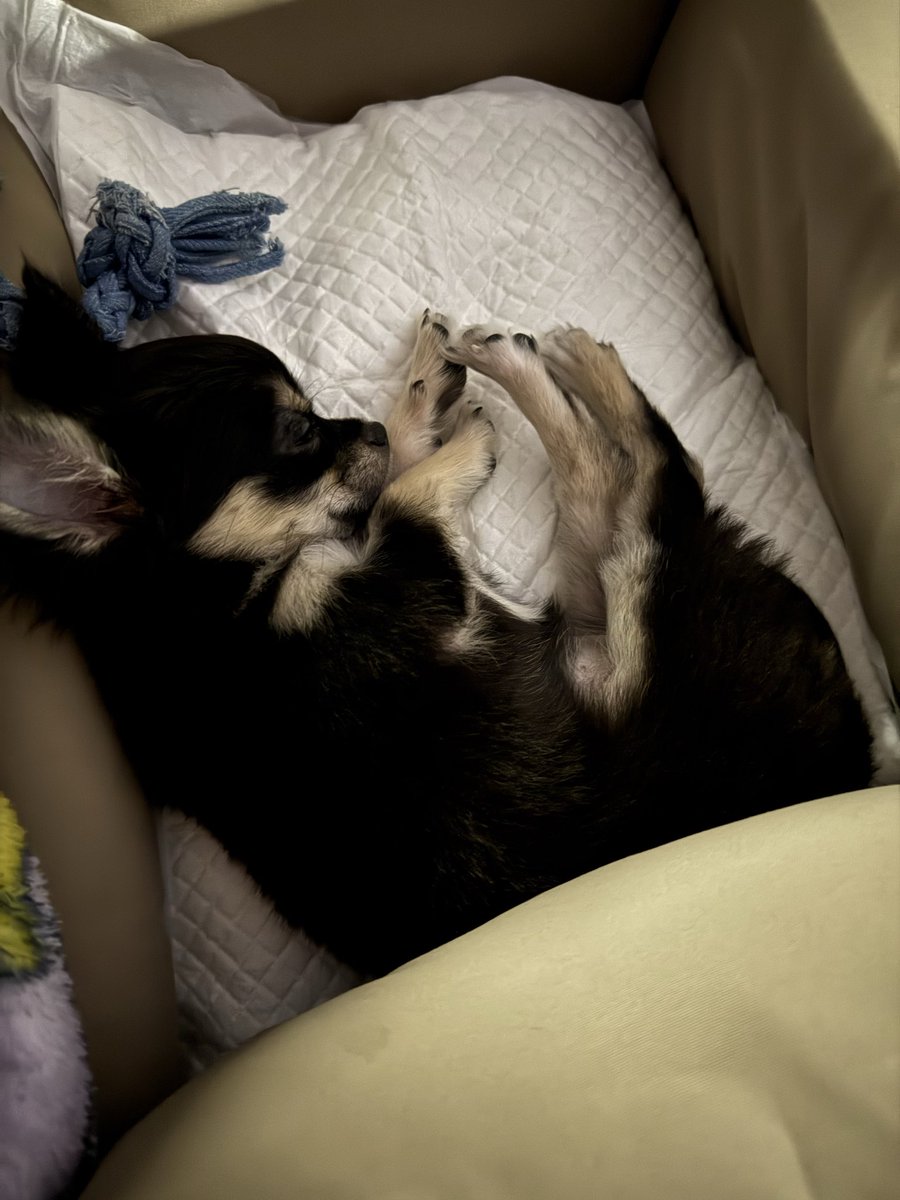 HAる【FFL】 tweet media