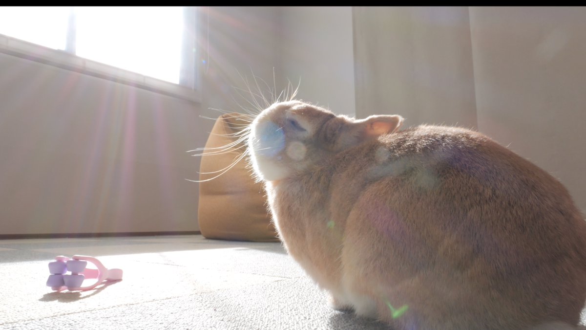 うさぎの麦ちゃんねる tweet media