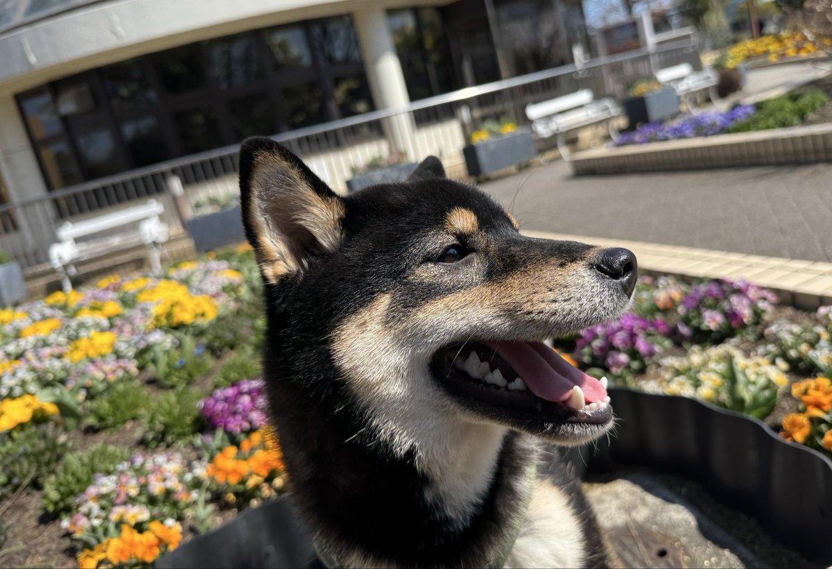 柴犬おこげ tweet media