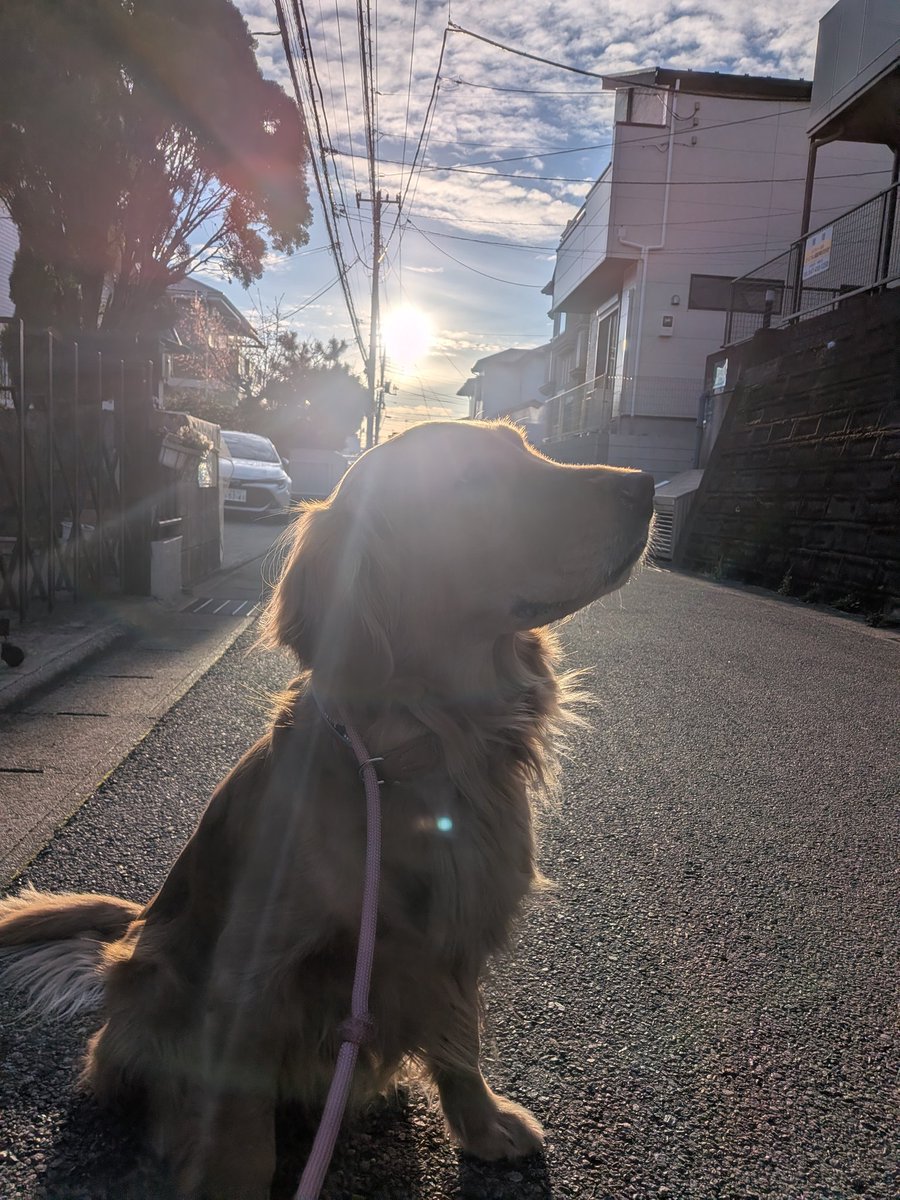 apollo20000405's tweet photo. 昨日の朝ンポのよつば。神々しい（笑）写真曲がってると水平に直したくなるんだが、最近は曲がっててもええらしい。古いルールに囚われないように直さずに投稿してみた。 https://t.co/dtpPtdcAjI
