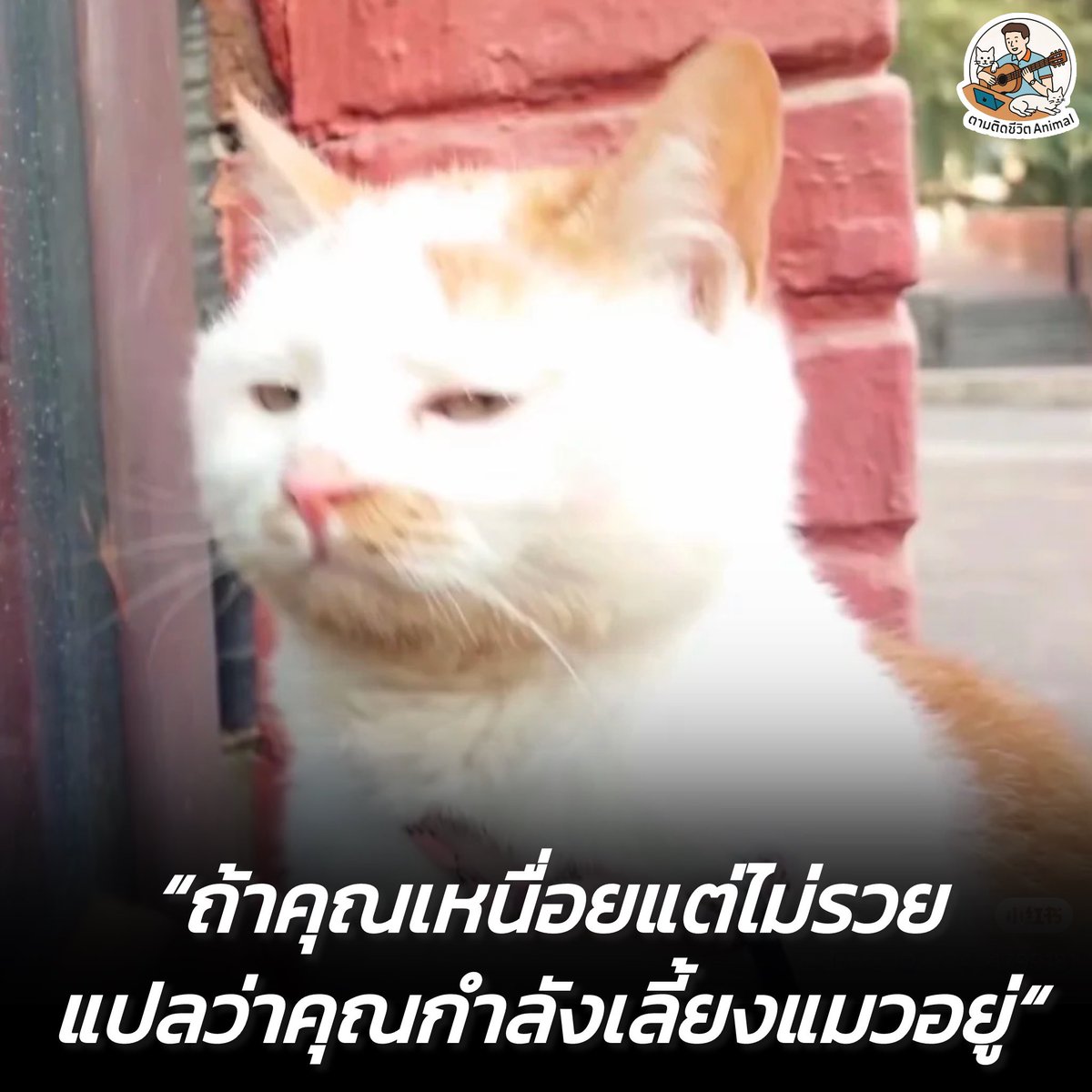 AnimalFW_TH's tweet photo. แมว : ไม่รวยก็ไปทำงาน ไม่ใช่มาบ่นว่าเลี้ยงแมวอยู่ 😤
อาณาจักรสัตว์โลก มีม&amp;สาระ By ตามติดชีวิตAnimal
#หมา #แมว #ทาสแมว #อาณาจักรสัตว์โลก #ตามติดชีวิตAnimal https://t.co/I9wHWiZXKj