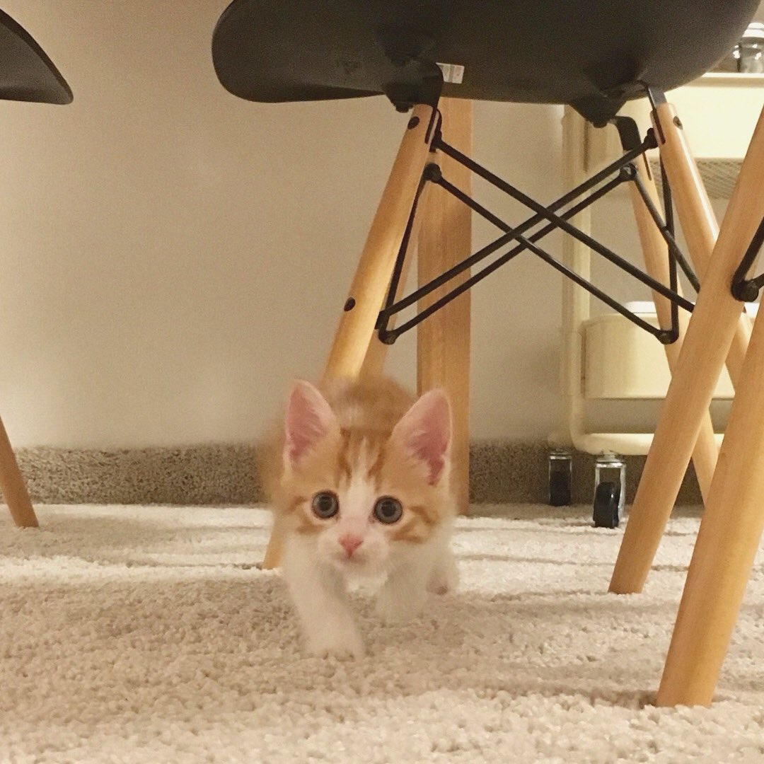 エム＊mpt tweet media