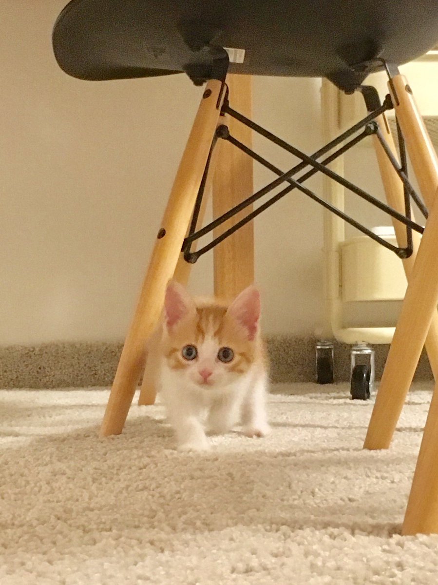 エム＊mpt tweet media