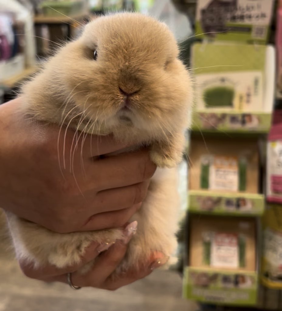 おみみないない