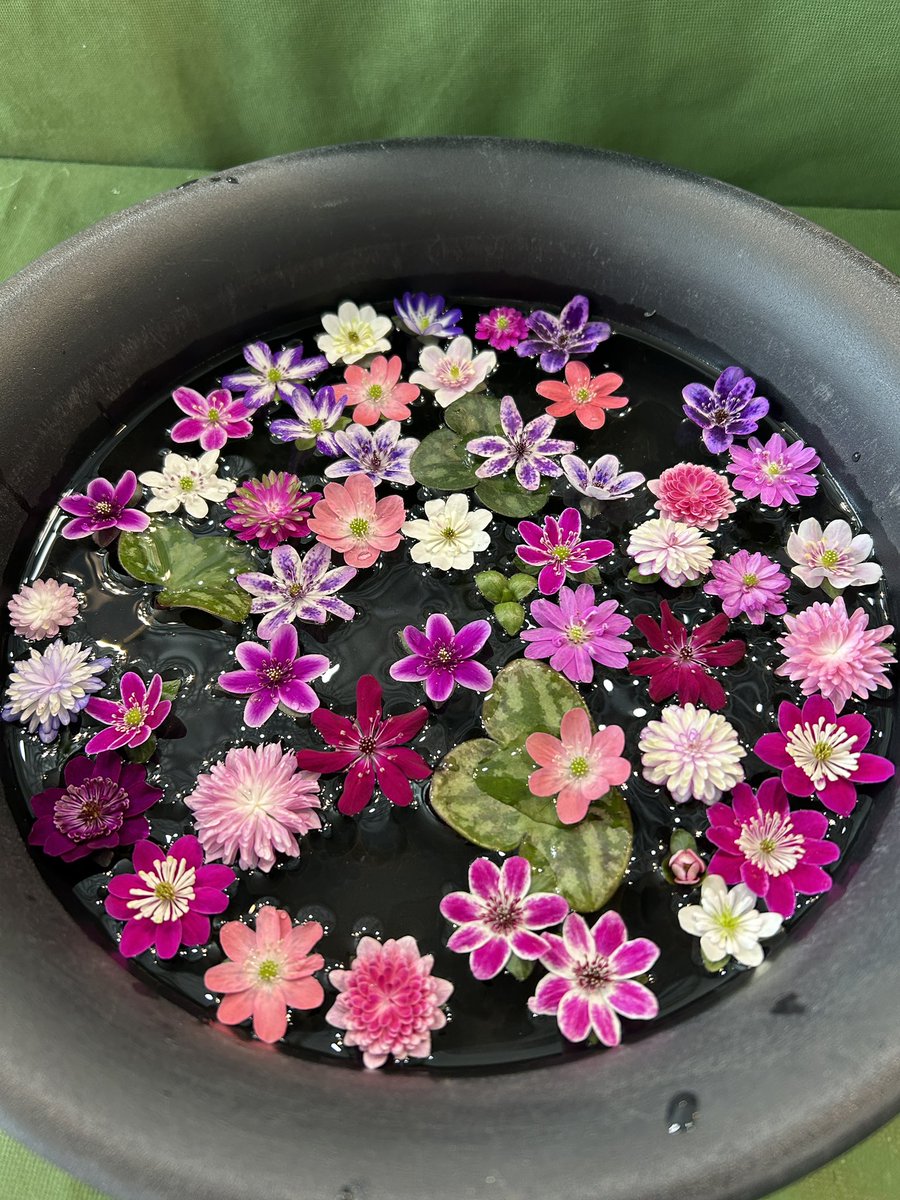 国営越後丘陵公園(公式) tweet media