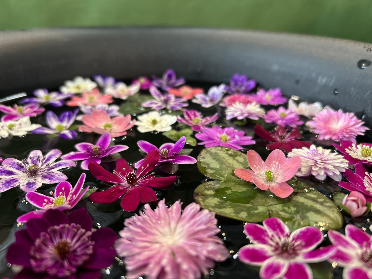 国営越後丘陵公園(公式) tweet media