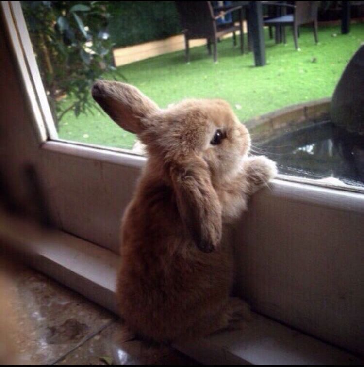 bunny ˖⁺‧₊˚ tweet media