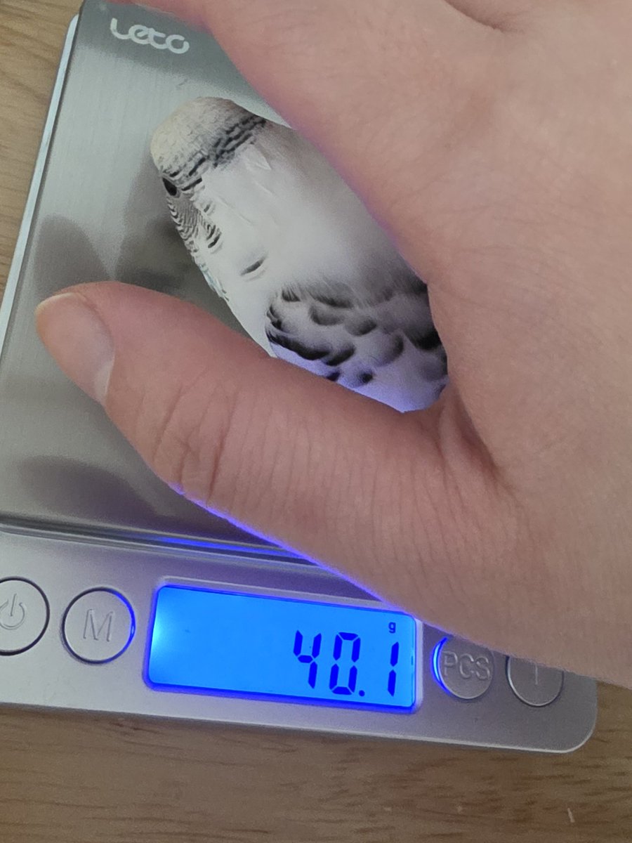 사고치는 다섯마리 tweet media