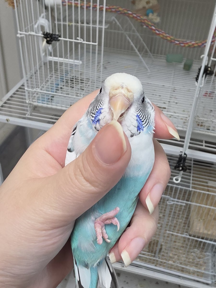 사고치는 다섯마리 tweet media