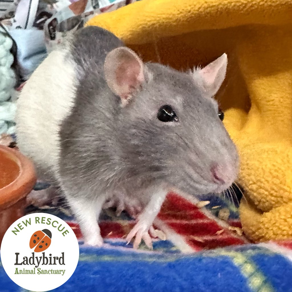 Ladybird Animal Sanctuary tweet media