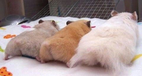 TweetsOfHamster's tweet photo. https://t.co/2OJYTWmRic